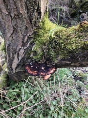 Daedaleopsis confragosa confragosa