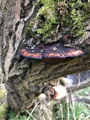 Daedaleopsis confragosa confragosa