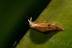 Coelostathma parallelana