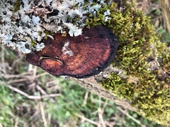 Daedaleopsis confragosa confragosa