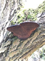 Daedaleopsis confragosa confragosa