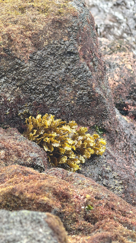 Sargassum aquifolium observed 2026-04-03
