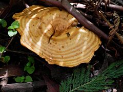 Multifurca stenophylla
