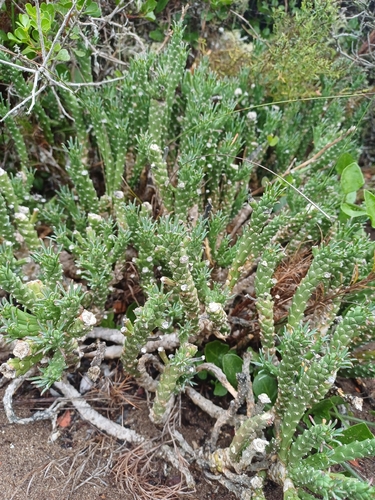 Medusa's-head (Euphorbia caput)