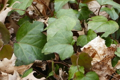 Hedera helix