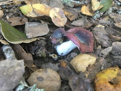 Russula murrillii
