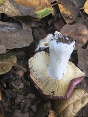 Russula murrillii