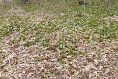 Hedera helix