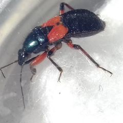 Prostemma aeneicolle