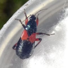 Prostemma aeneicolle