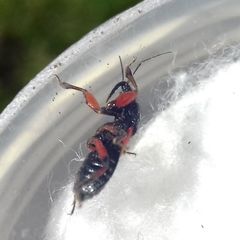 Prostemma aeneicolle