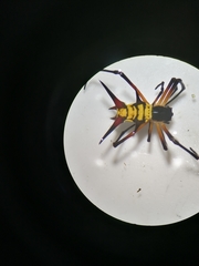 Micrathena kirbyi