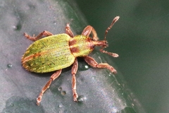 Hypera nigrirostris