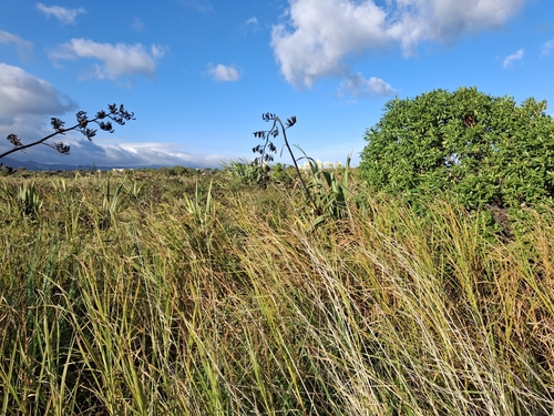 Marsh club-rush (Bolboschoenus medianus)