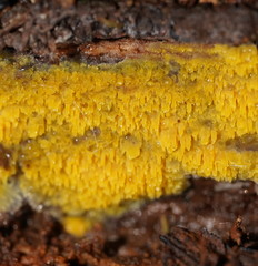 Phlebia subceracea