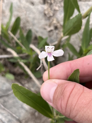 American water-willow (Justicia americana)