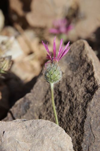 Image of Volutaria muricata by (c) Olivier Argagnon, some rights reserved (CC BY)