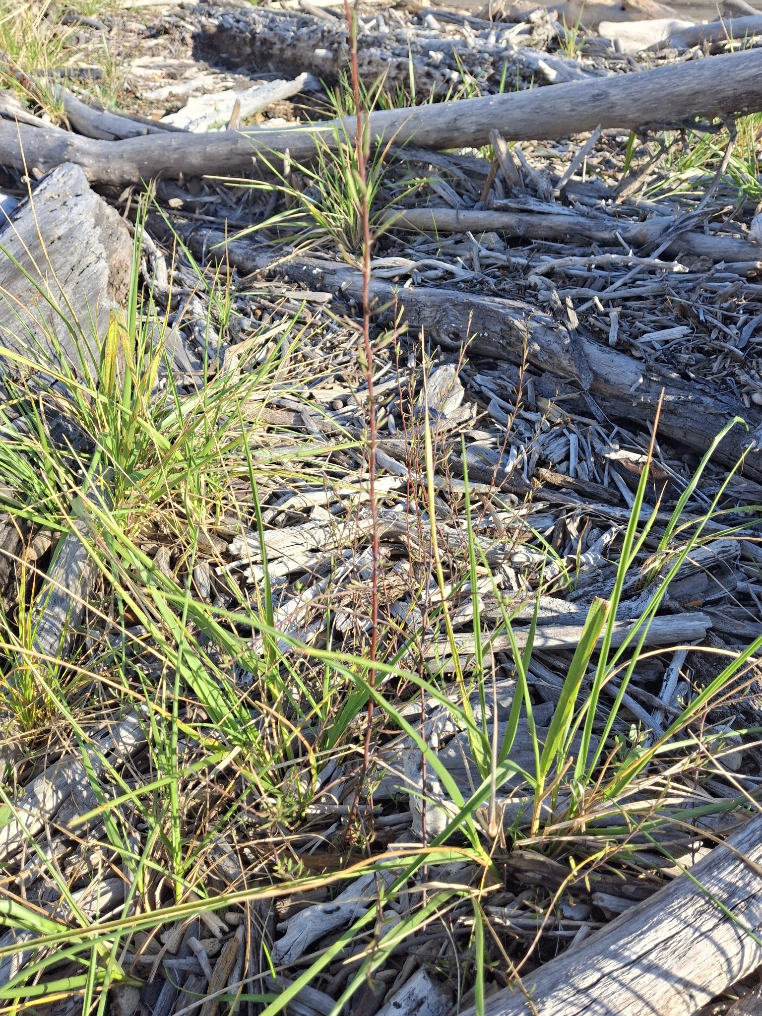 Makaka (Plagianthus divaricatus)