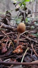 Coprinellus angulatus