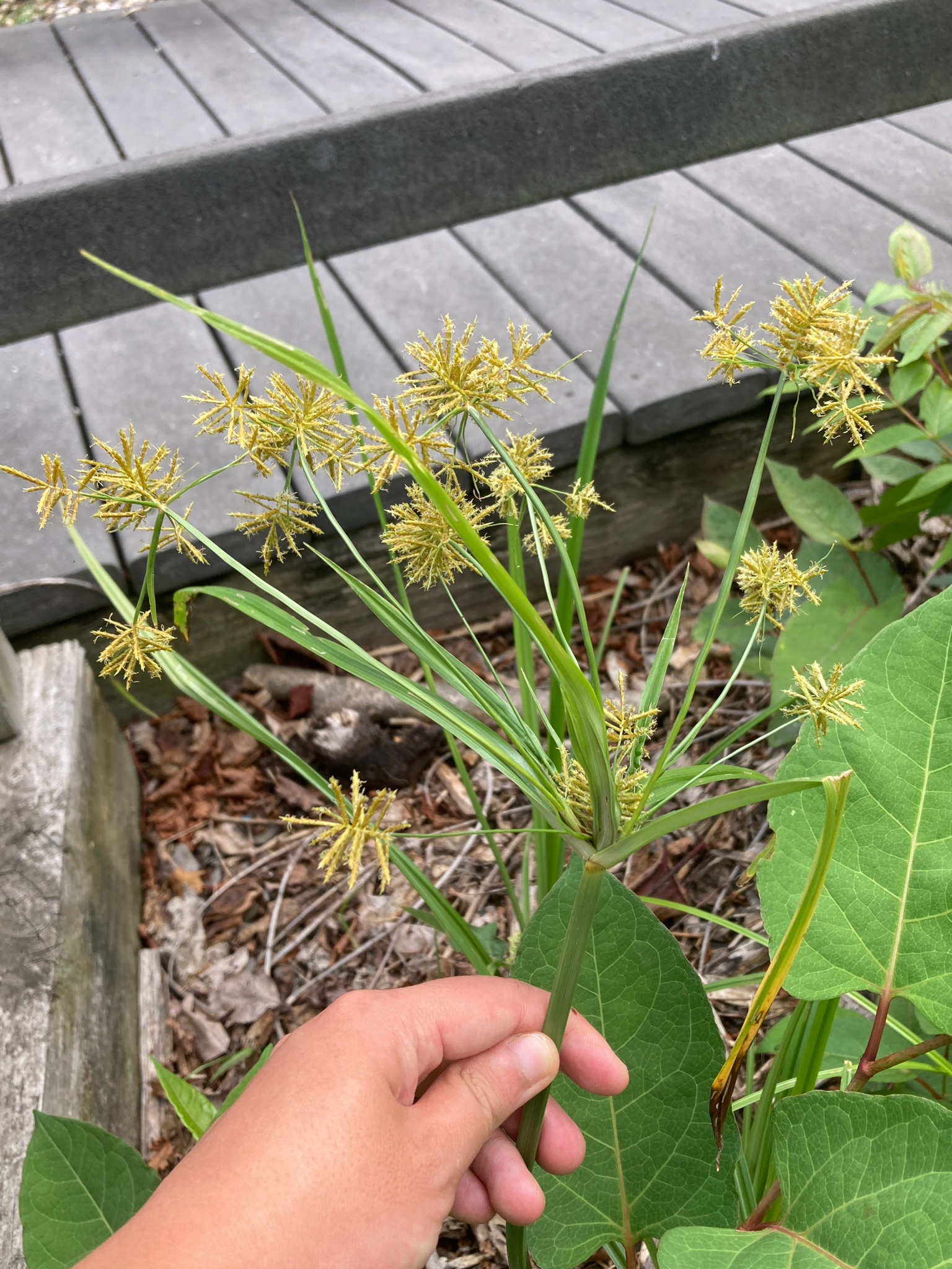 Yellow Nutsedge (Cyperus esculentus)