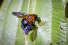 Xylocopa similis