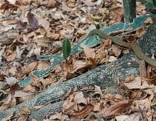 Boddaert's Tropical Racer