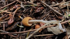 Coprinellus angulatus