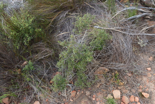 Langsteel Currentrhus (Searsia dissecta)