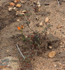 Lampranthus glaucus, photograph (c) Tony Rebelo, some rights reserved (CC BY-SA)