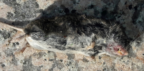 Lusitanian Pine Vole