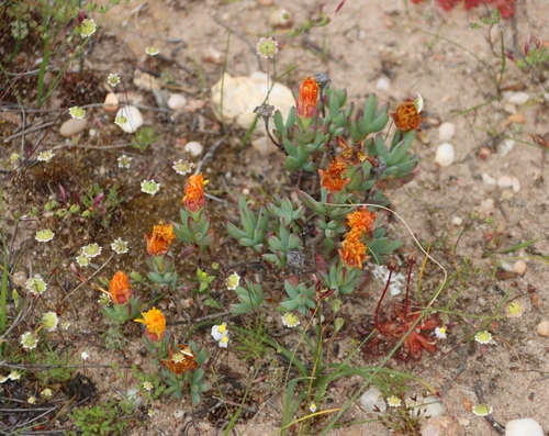 Lampranthus glaucus, photograph 1