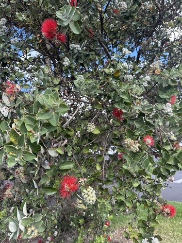 Metrosideros polymorpha observed 2026-02-23