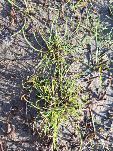 Slender Clubrush (Isolepis cernua)
