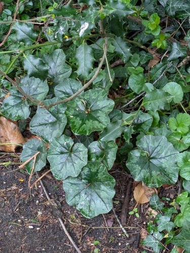 Ivy-leaved cyclamen (Cyclamen hederifolium)