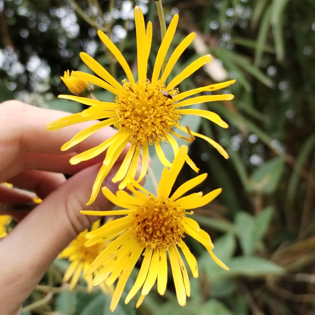 Munnozia senecionidis; photograph (c) Esteban Poveda, some rights reserved (CC BY)