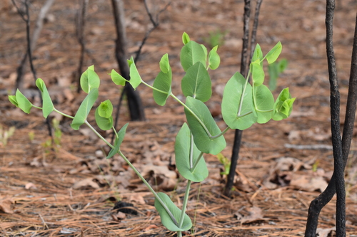 Catbells (Baptisia perfoliata)