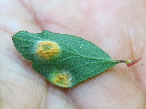 Puccinia crandallii observed 2026-03-31