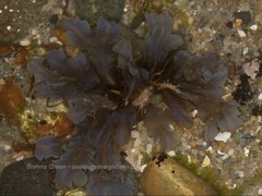 Dictyopteris undulata