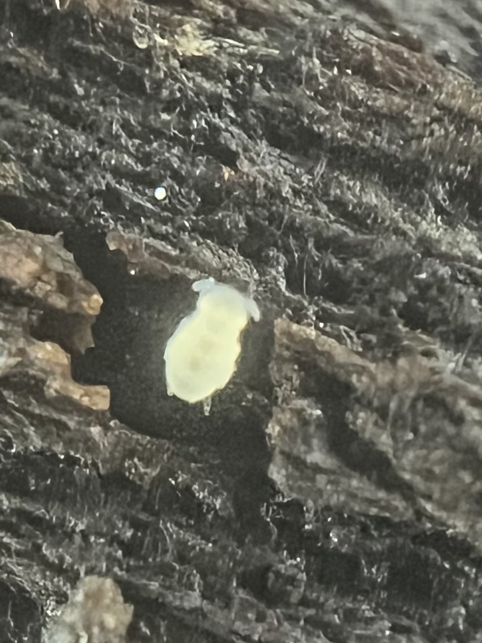 Megalothorax minimus V.Willem, 1900