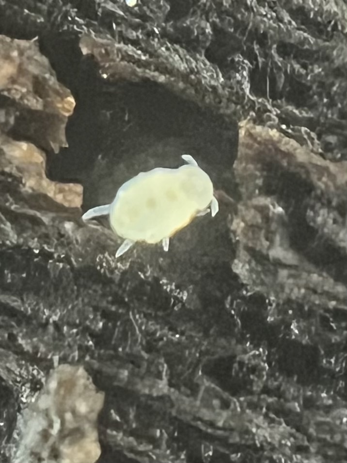 Megalothorax minimus V.Willem, 1900