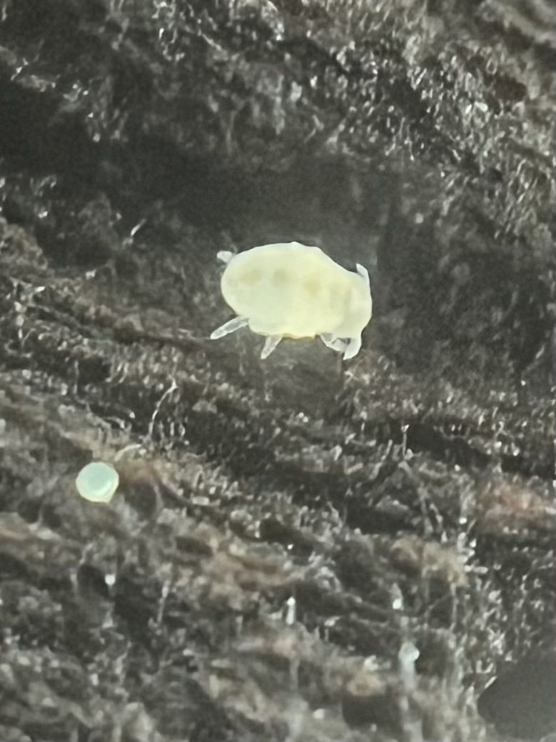 Megalothorax minimus V.Willem, 1900