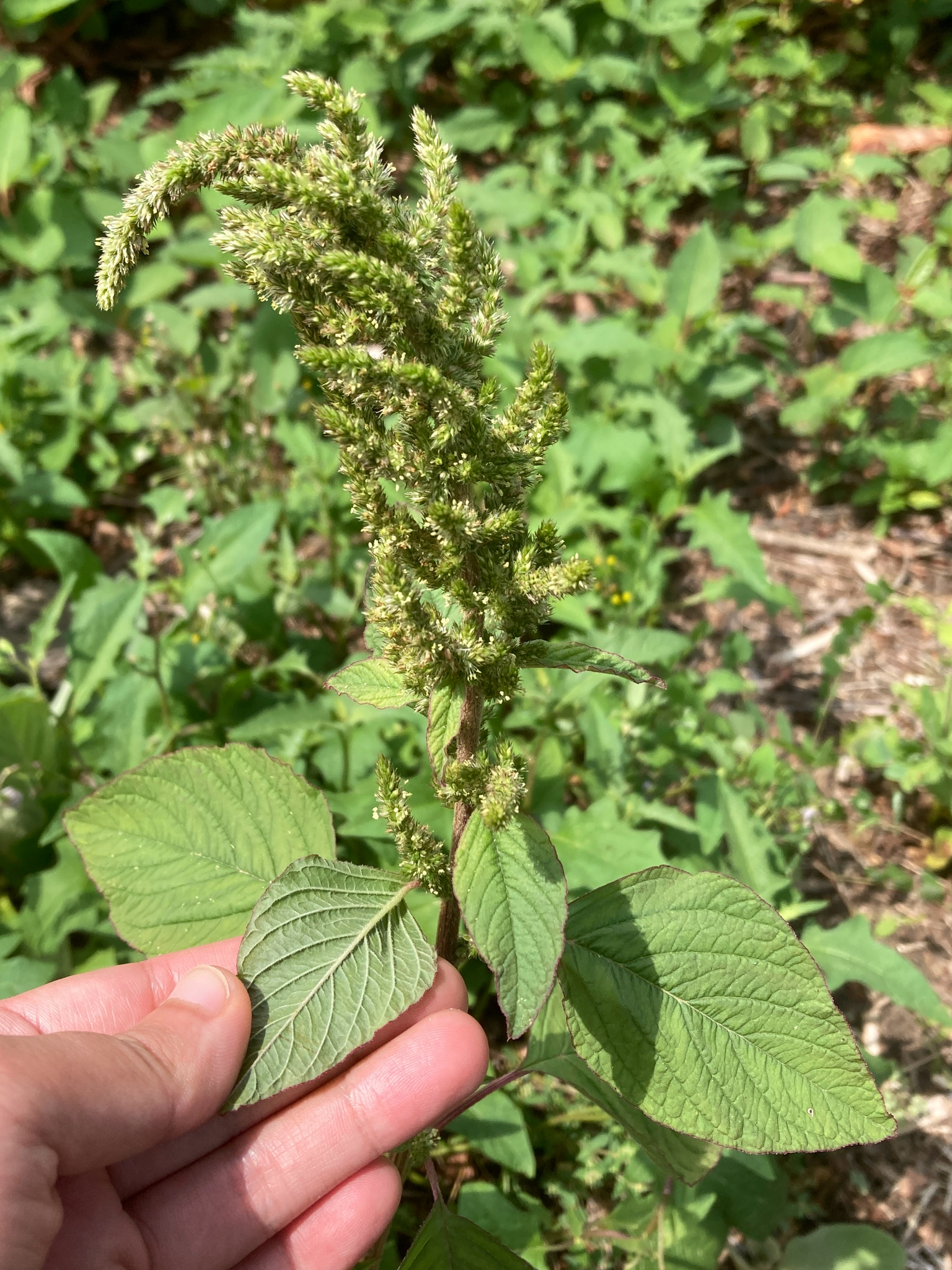 Slim Amaranth (Amaranthus hybridus)