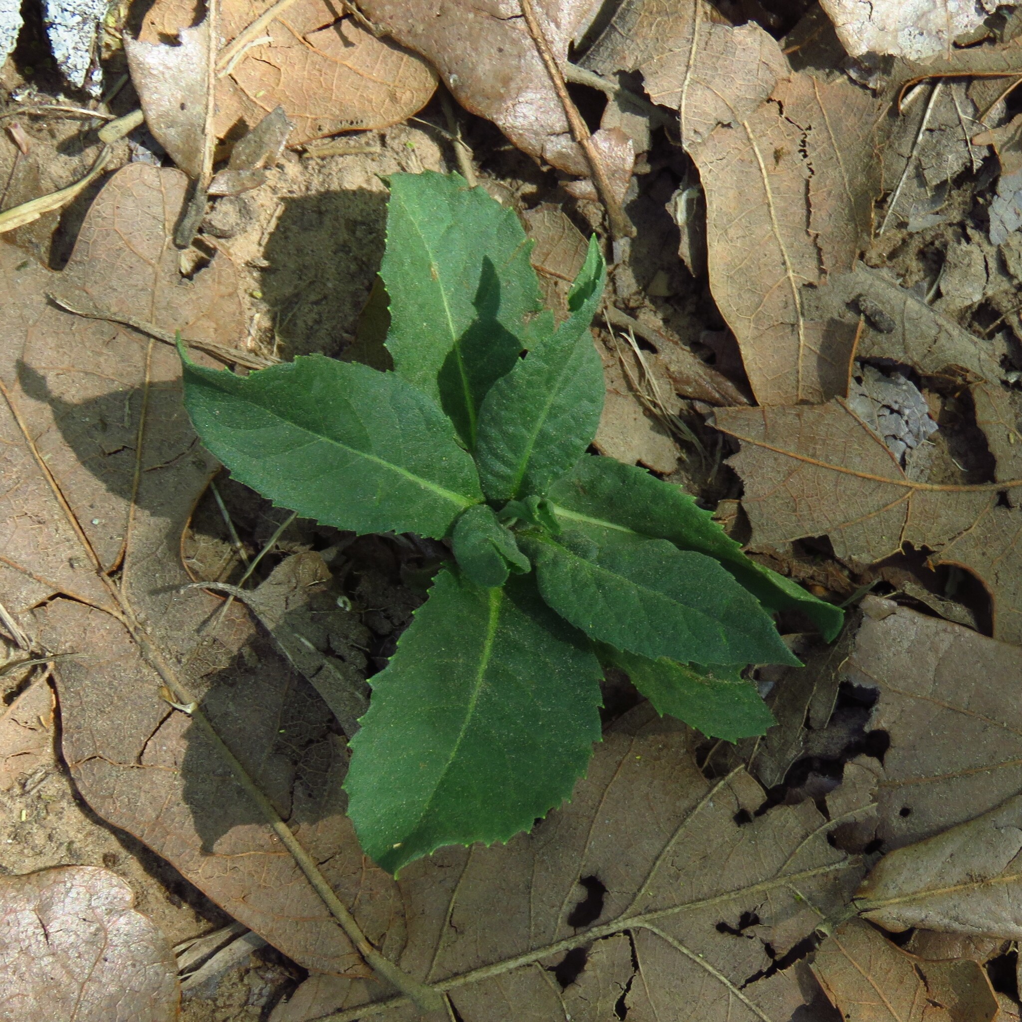Baldwin's Ironweed (Vernonia baldwinii)