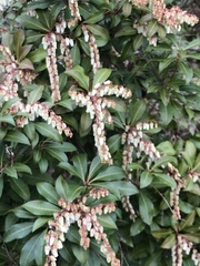Pieris