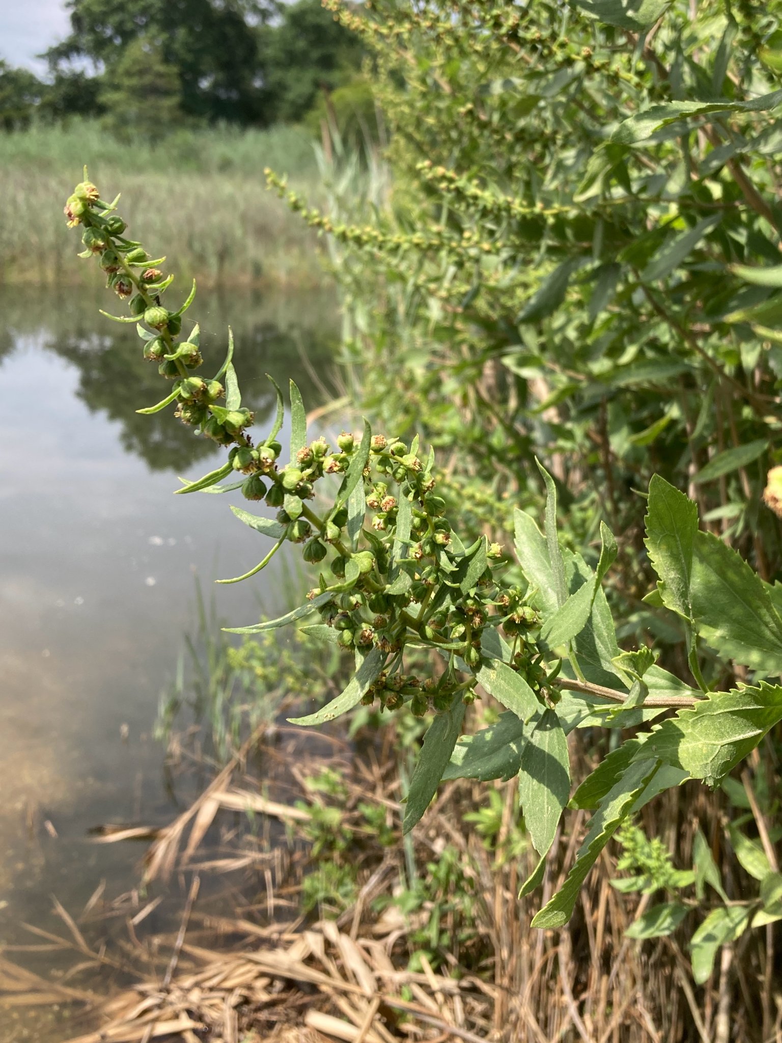 Marsh Elder (Iva frutescens)