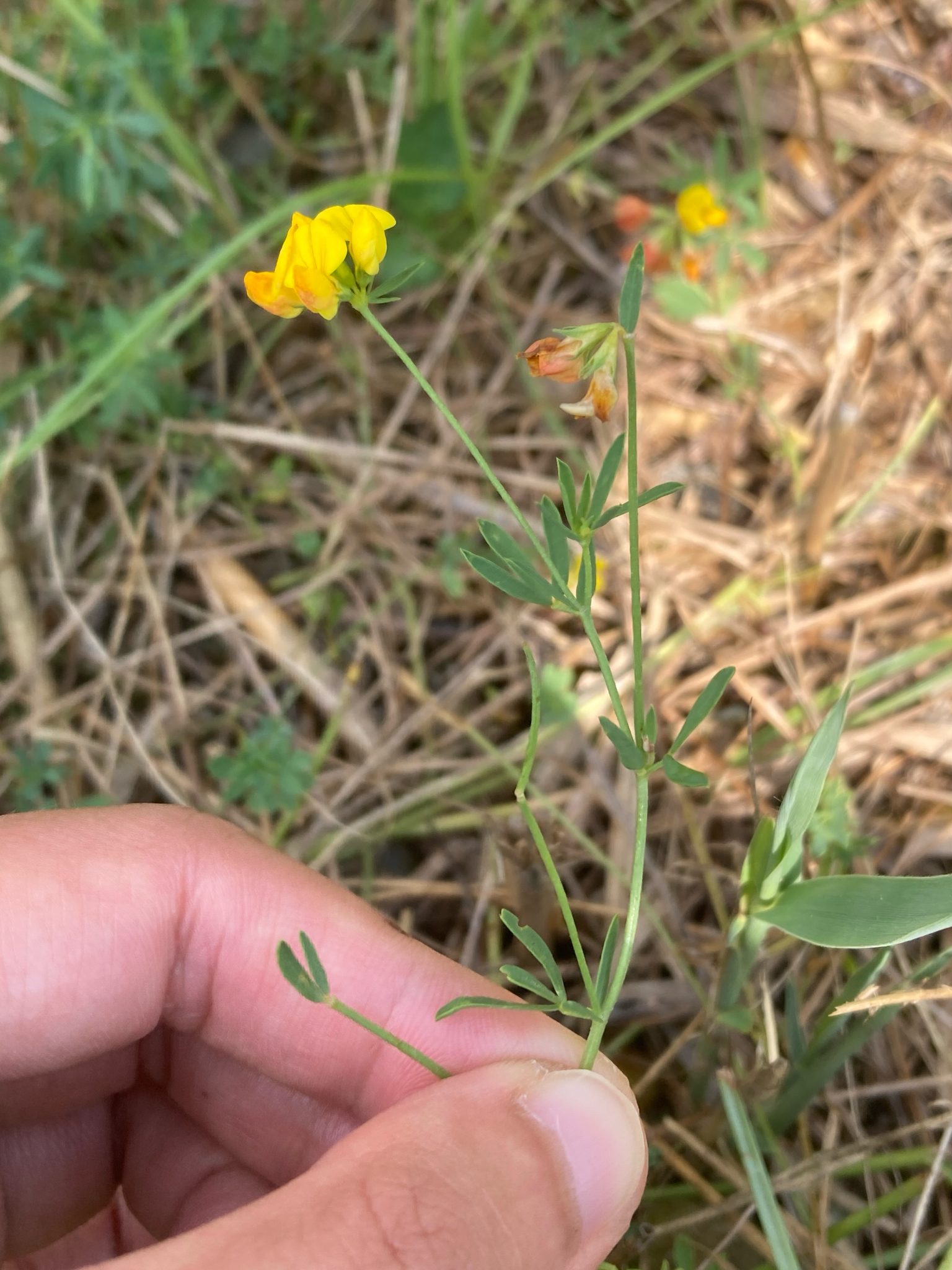 Narrow-Leaved Bird's-Foot-Trefoil (Lotus tenuis)