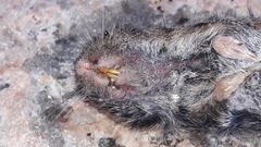 Microtus lusitanicus