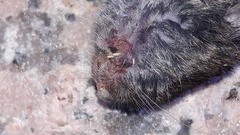 Microtus lusitanicus