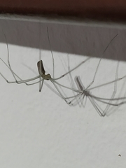 Pholcus phalangioides