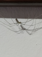 Pholcus phalangioides